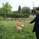 éducation canine à domicile et dressage de chien en douceur à Paris (75) et en ile de france (91, 92, 93, 94, 77, 78, 95)