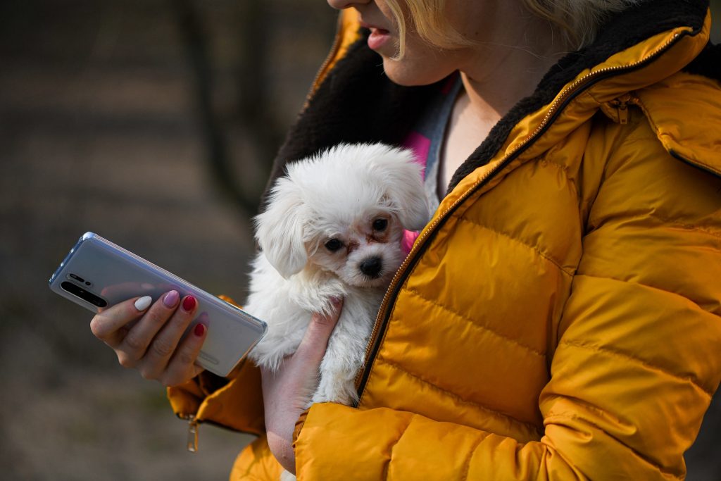 application mobile de mise en relation entre vétérinaires et propriétaires de chiens ou d'animaux